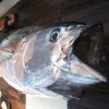 Gloucester bluefin tuna fishing charters