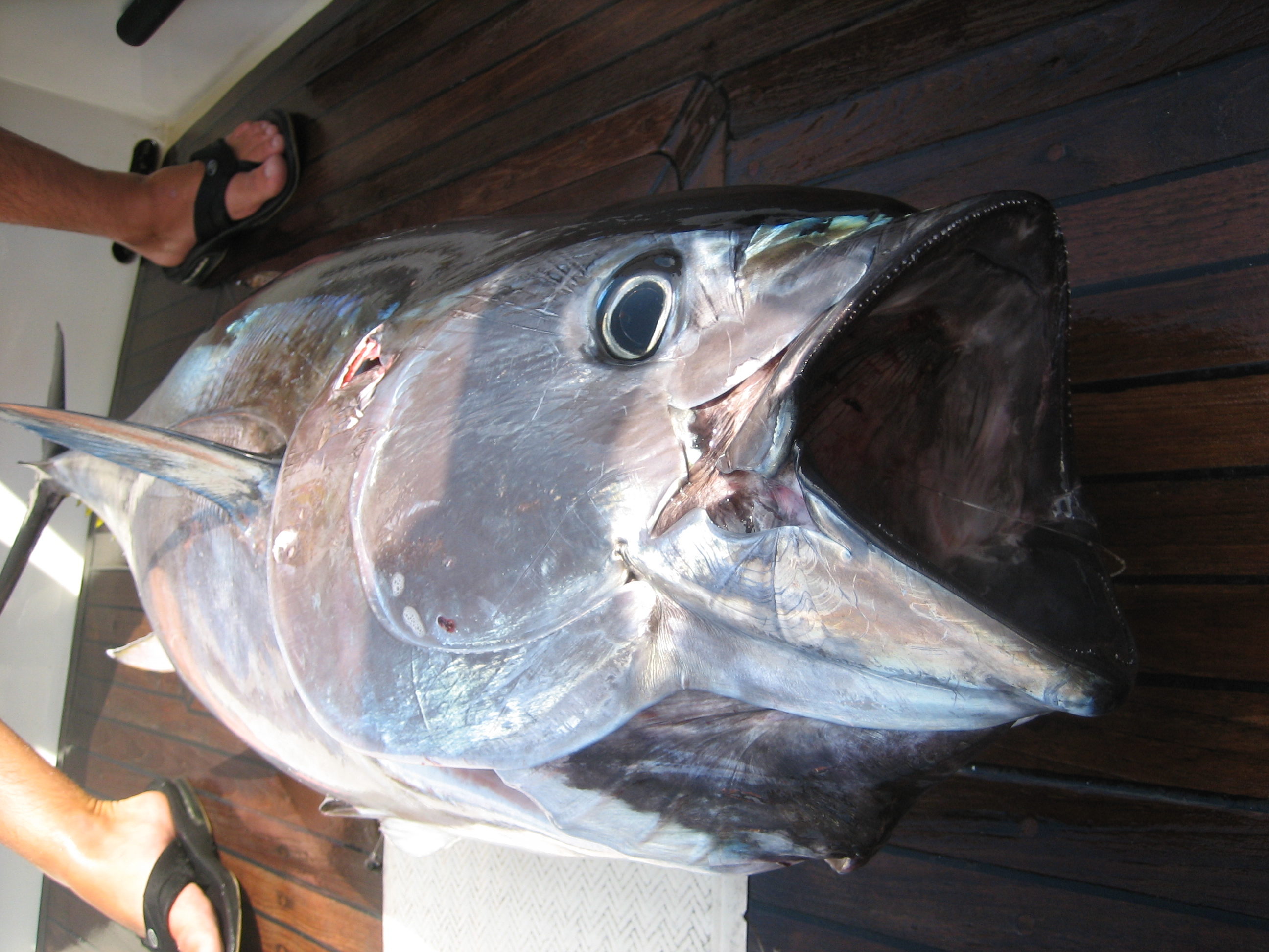 Bluefin Tuna Fishing Charters – Best of the Season Starts Now!