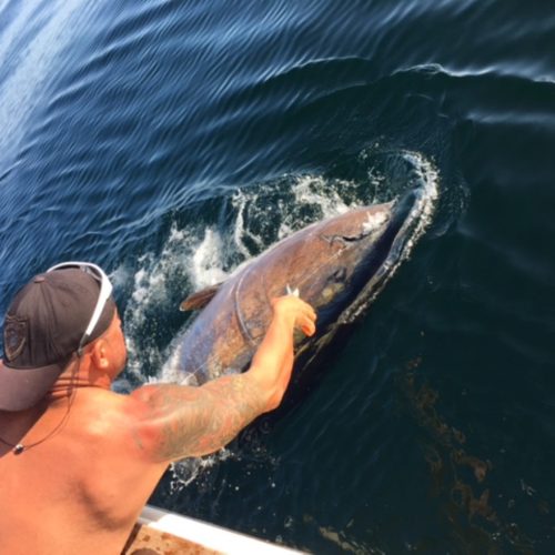 Bluefin Battle Underway on Tuna Hunter