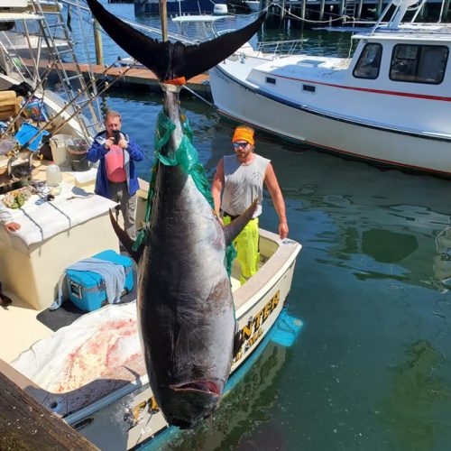 Bluefin Tuna on Tuna Hunter