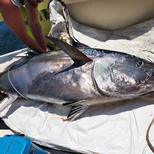 DiNuccio family's 500lb Bluefin on Tuna Hunter