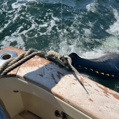 Tailwrapped Bluefin Dave Lodge on Tuna Hunter Fishing Charters
