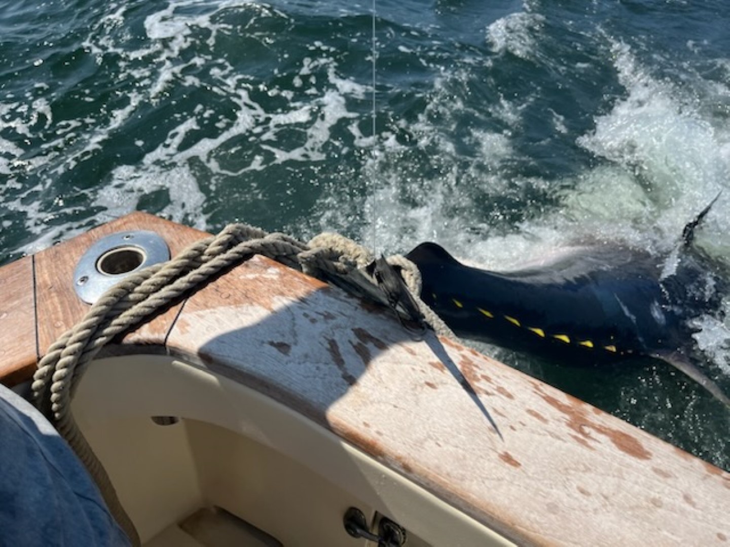 Tailwrapped Bluefin Dave Lodge on Tuna Hunter Fishing Charters
